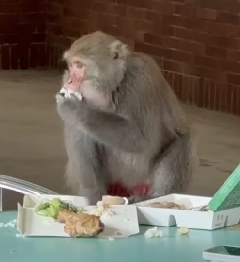 City, Campus, and Citrus Under Siege: Taiwan Officials Ordered to Make Plan for Monkey Problem Within Three Months