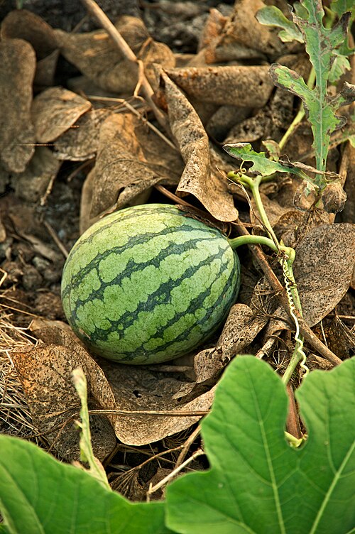 READ THIS: Pingtung Watermelon Dispute Returns to Familiar Issues Facing Indigenous