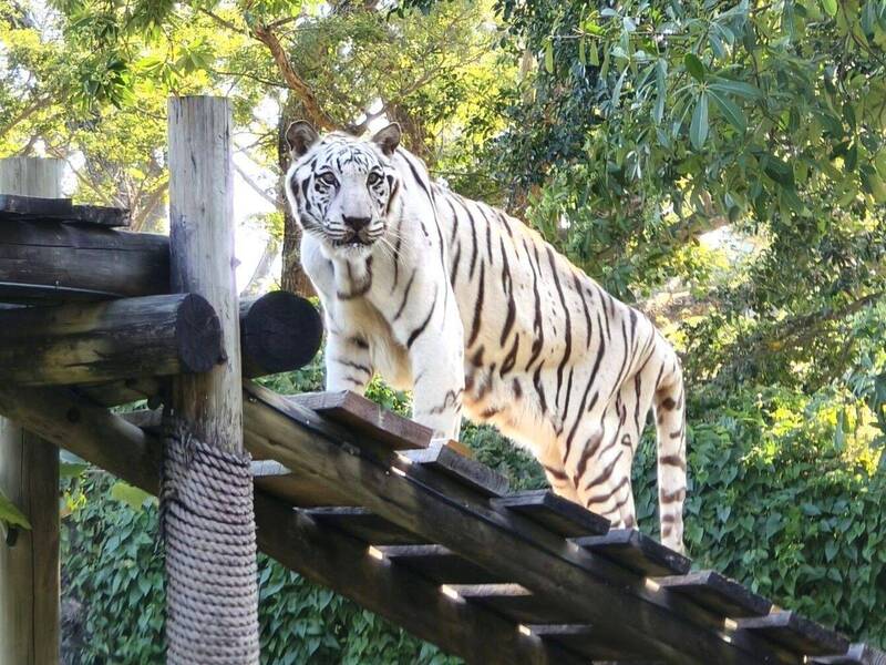 Shoushan Zoo’s Beloved White Tiger “Zhao Hai” Dies at 19