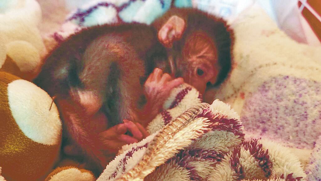 Taiwan’s “Punch” – Orphaned Infant Macaque From Meinong Under Care at Shoushan Zoo