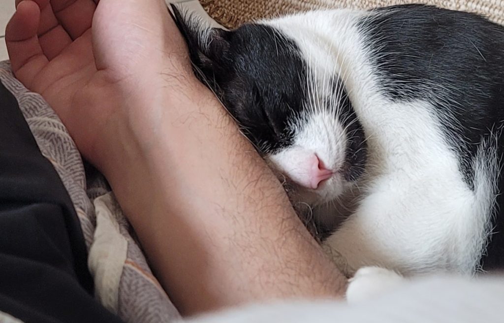 Taiwan’s pet cat population tops 1.7 million; Pingtung County opens new domestic feline food factory