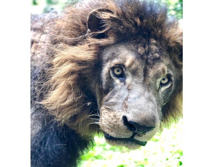 Shoushan Zoo African lion “Er-ge” dies at age 23, equivalent of 100 in human years
