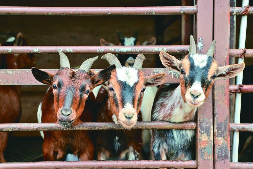 Animal farm boom cools as operators face closures, tighter rules