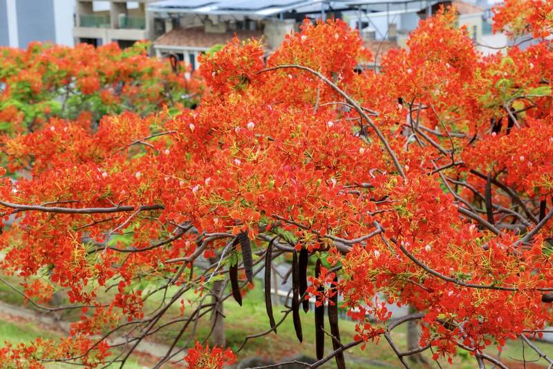 Kaohsiung’s flame trees put on summer show at Dapingding