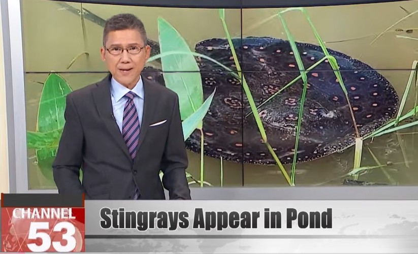 Dozens of stingrays appear overnight in Kaohsiung pond|Watch FTV English News