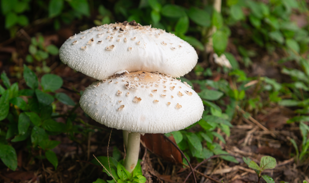 Two white wild mushrooms growing among vegetation