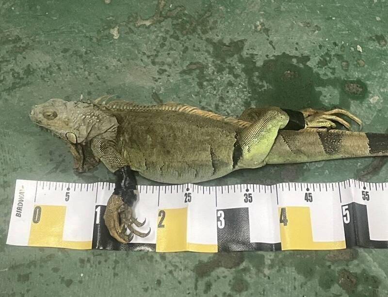 Pingtung iguana hunters earn NT$8.5 million in rewards