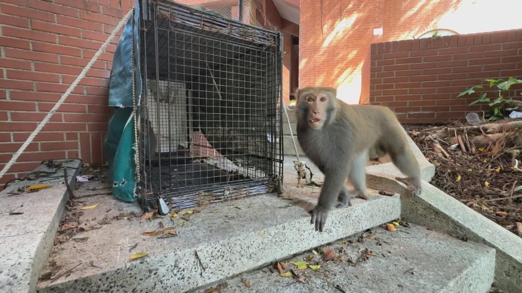 SYS University sets traps for food-snatching monkeys
