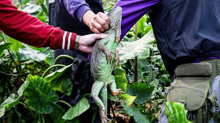 Kaohsiung targets breeding-age iguanas in new control effort