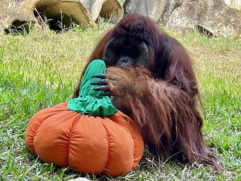 Shoushan Zoo to offer free Halloween entry for costumed visitors
