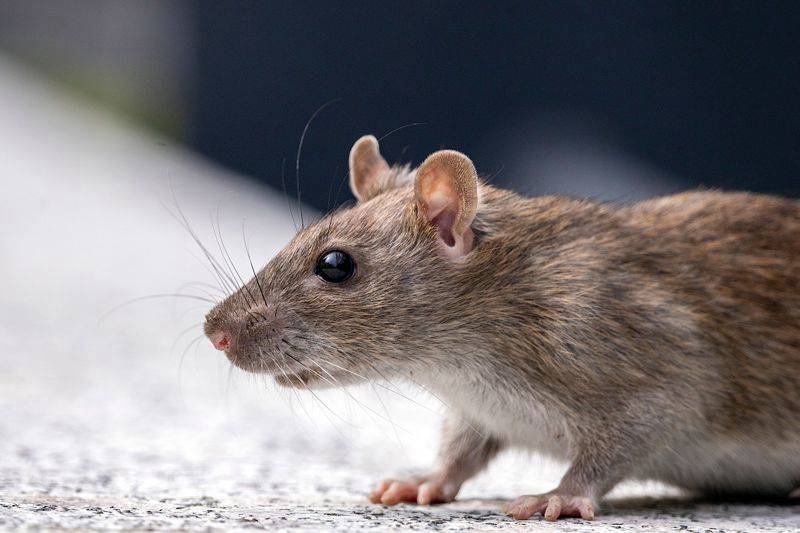 Kaohsiung Facebook page operator admits posting false hantavirus figures